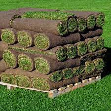 KENTUCKY BLUE GRASS SOD