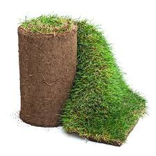 KENTUCKY BLUE GRASS SOD